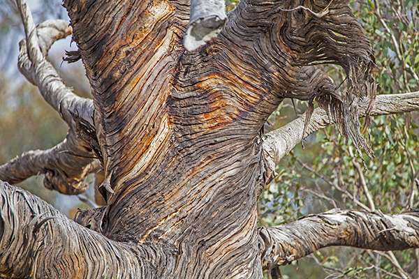 email Death Throes - Rise and Shine