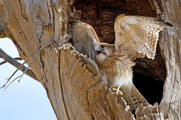 Newstead Nankeen Kestrel a_14-01-18_20 crop