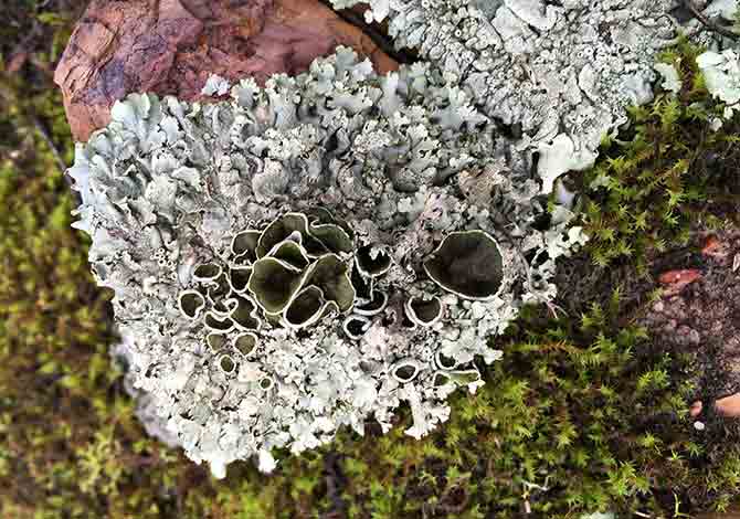 nsteadBRONWYN-SILVER.-PHOTOGRAPER-MOSS-AND-LICHEN-WALMER-NATURE-RESERVE